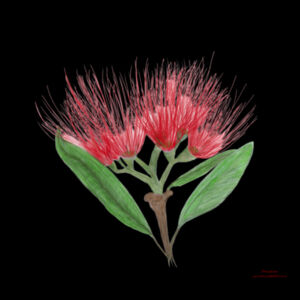 Pohutukawa Design