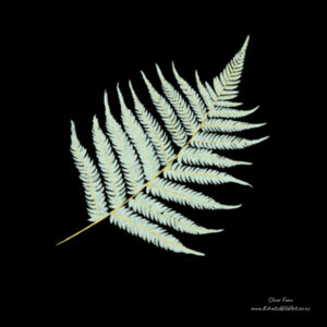 Silver Fern - Hoodie Design
