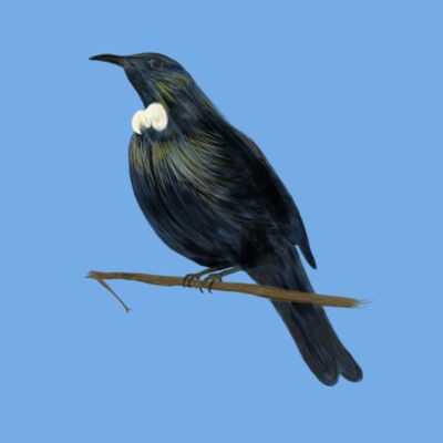 Tui is Home Thumbnail