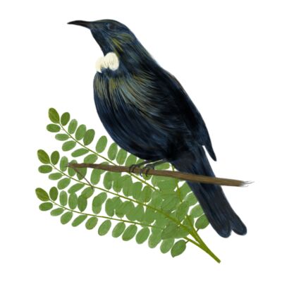 Tui is Home Thumbnail