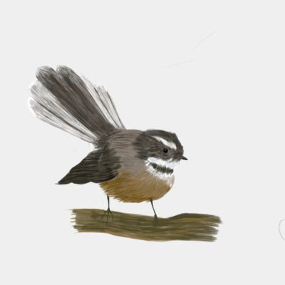 Piwakawaka Fantail  Thumbnail