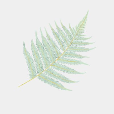 A44F851B A5A6 4DA6 984E 209CB6912D7F Thumbnail