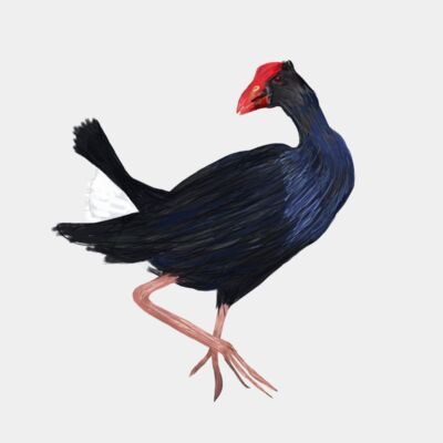 Plotting Pukeko Thumbnail
